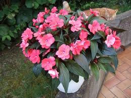 Il fait tellement doux mes impatiens sont encore en fleurs Talach15