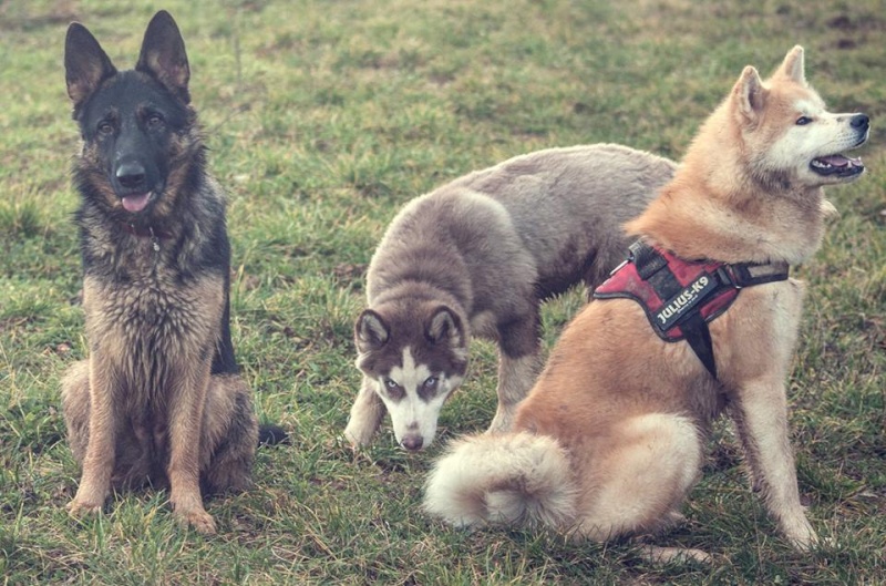 Balade randonnée avec chiens près de Beaune 10132410