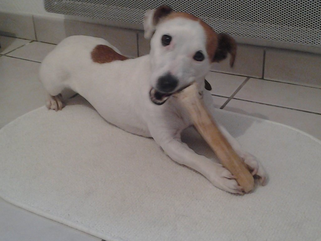 SCARLETTE TYPE JACK RUSSEL 3 ANS PUCE 250269801149712 20131212