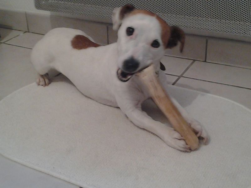 SCARLETTE TYPE JACK RUSSEL 3 ANS PUCE 250269801149712 20131213