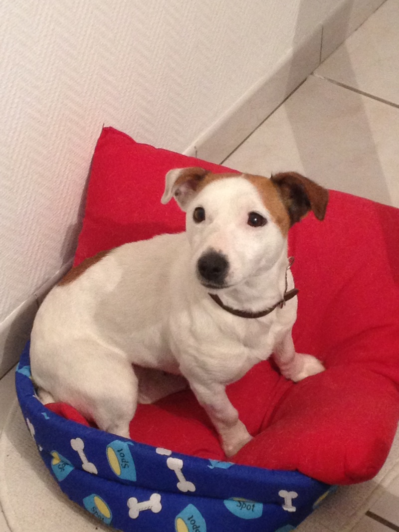 SCARLETTE TYPE JACK RUSSEL 3 ANS PUCE 250269801149712 Photo111