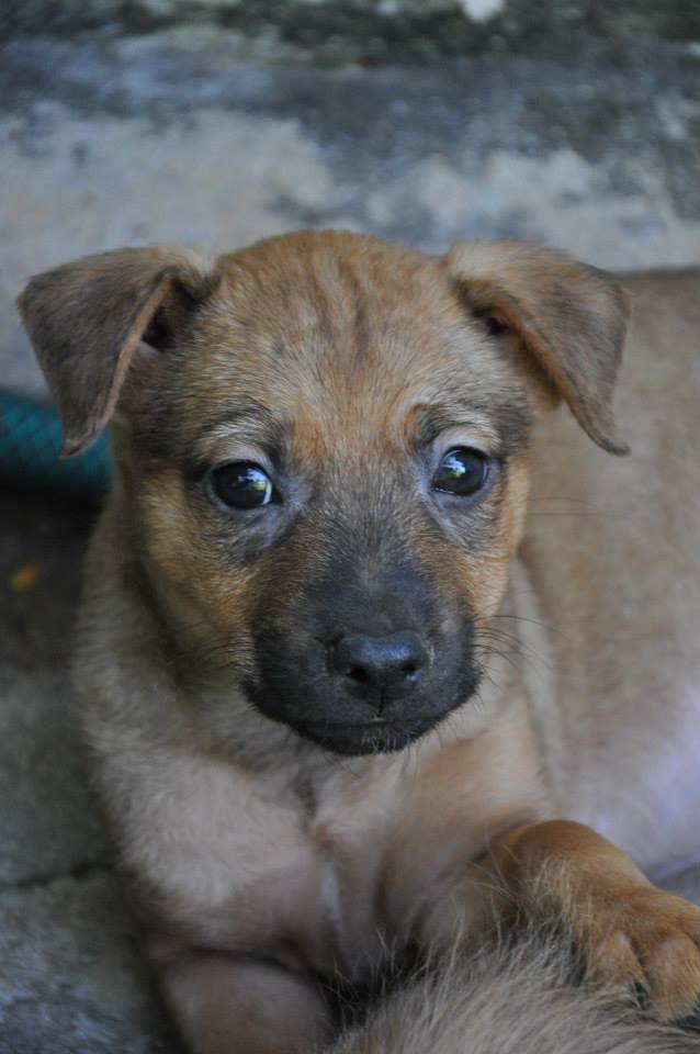 HIRO, beau loulou à adopter 60092710