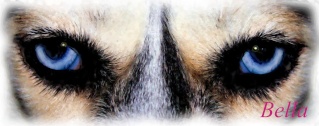 So this is a red husky  Eyes_p10