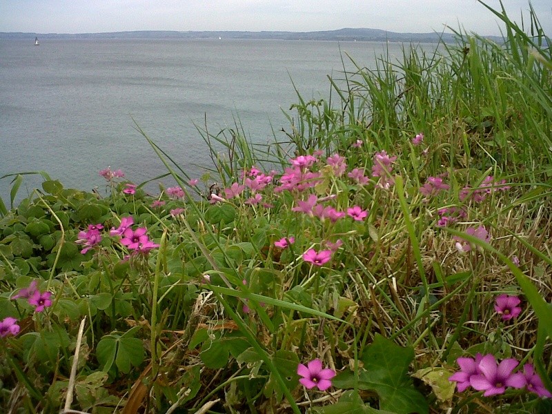 Douarnenez Img-2093