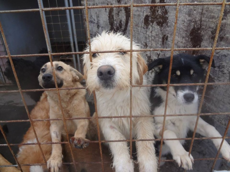 Sauvetage de 11 chiens de Bosnie accueillis au refuge de Backa Topola Ajsa__10