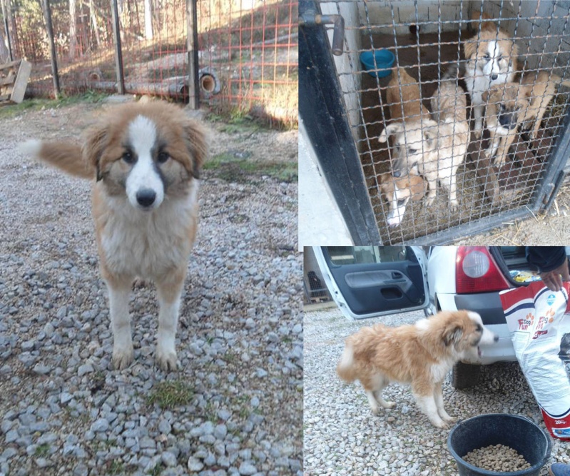 Sauvetage de 11 chiens de Bosnie accueillis au refuge de Backa Topola Amalab10
