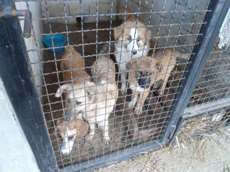 Sauvetage de 11 chiens de Bosnie accueillis au refuge de Backa Topola Amelab10