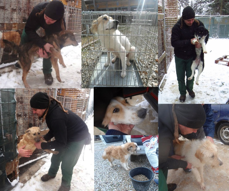 Sauvetage de 11 chiens de Bosnie accueillis au refuge de Backa Topola Dapart10