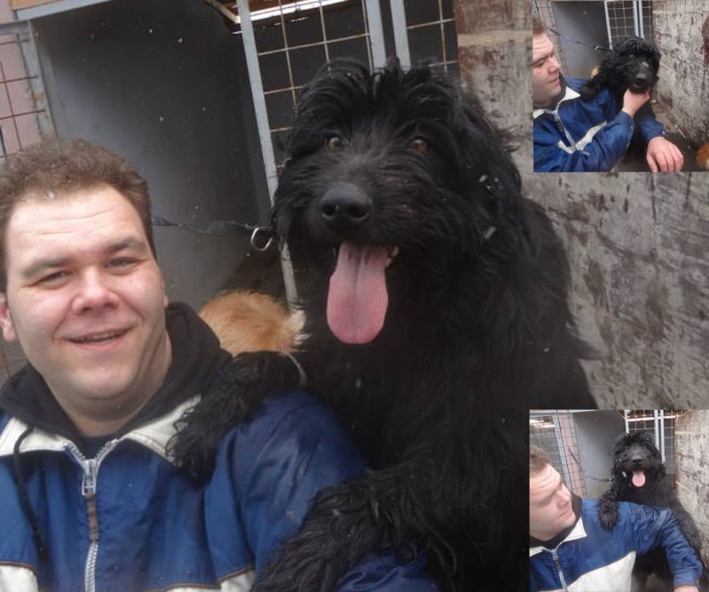 Sauvetage de 11 chiens de Bosnie accueillis au refuge de Backa Topola Flokip10