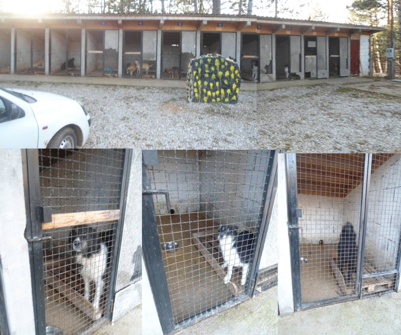 Sauvetage de 11 chiens de Bosnie accueillis au refuge de Backa Topola Hresat10