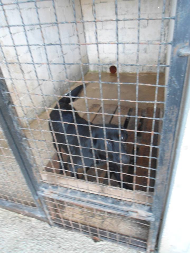 Sauvetage de 11 chiens de Bosnie accueillis au refuge de Backa Topola Nerima10
