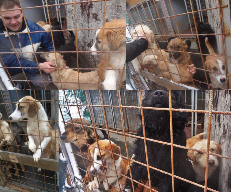 Sauvetage de 11 chiens de Bosnie accueillis au refuge de Backa Topola Pensio10