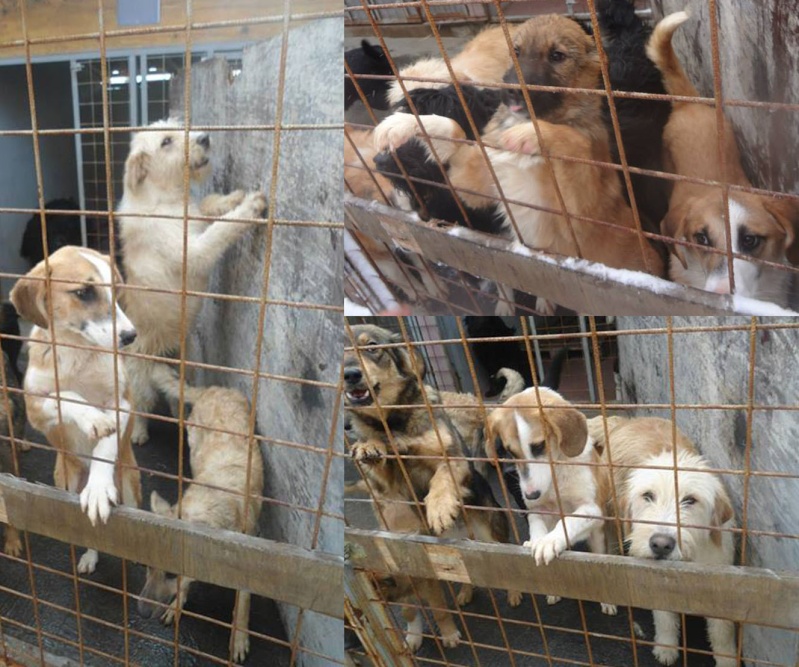 Sauvetage de 11 chiens de Bosnie accueillis au refuge de Backa Topola Pensio11