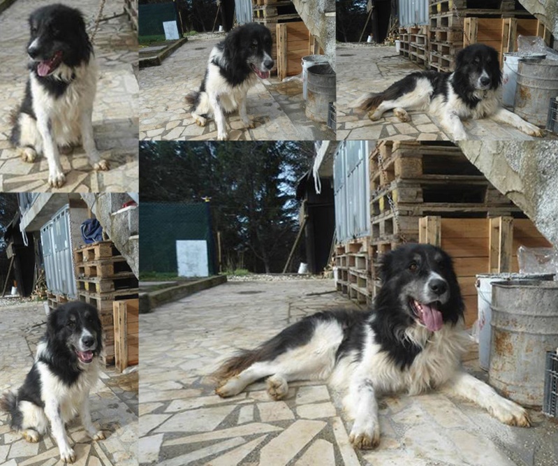 Sauvetage de 11 chiens de Bosnie accueillis au refuge de Backa Topola Thorpe10