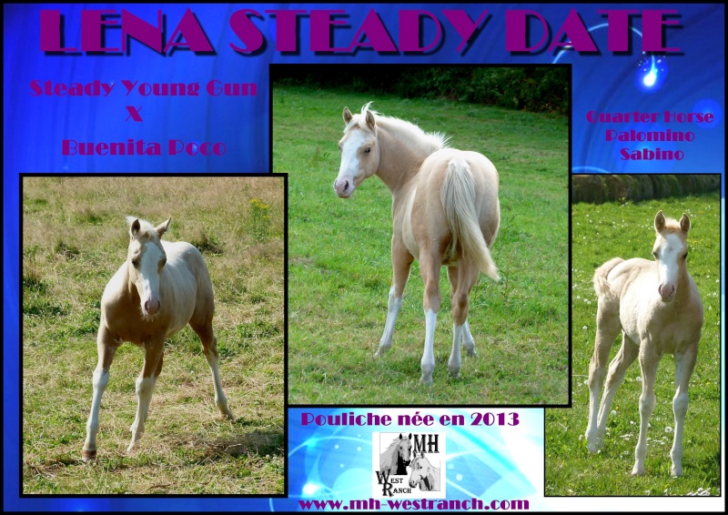 Lena Steady Date, QH palomino sabino - lignée bétail - Lena12