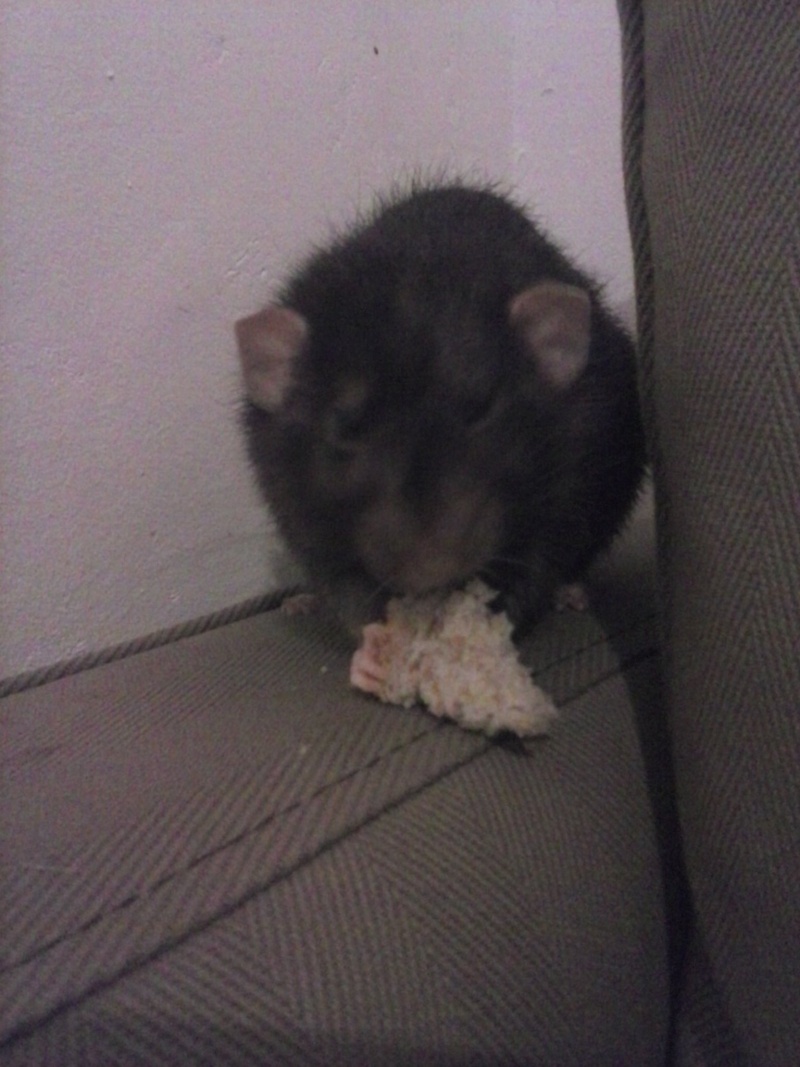 Mon rat a mangé de la mort au rat :( :( :( Cam00012