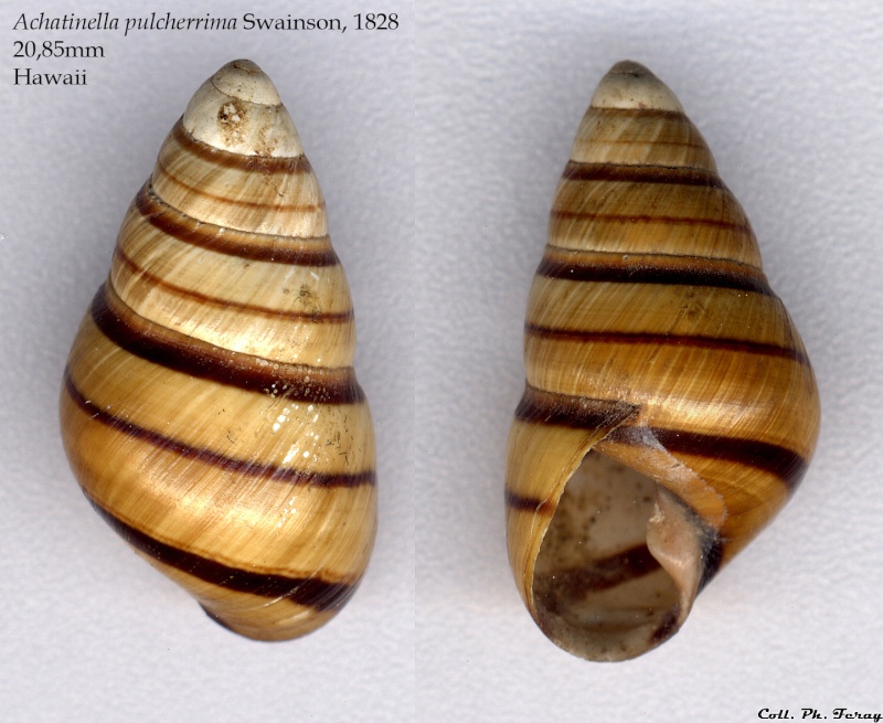 Achatinella (Bulimella) pulcherrima Swainson, 1828 Achati11