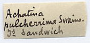 Achatinella (Bulimella) pulcherrima Swainson, 1828 Achati12