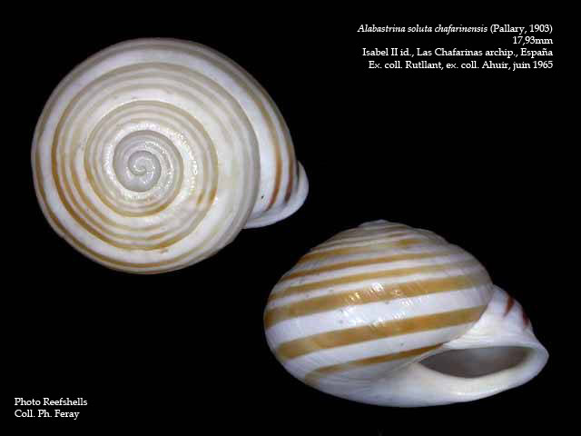 Alabastrina soluta chafarinensis (Pallary, 1903) Alabas24