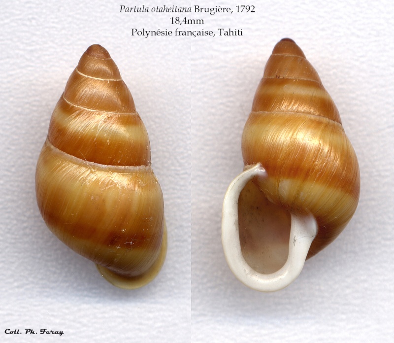 Partula otaheitana Brugière, 1792 P_otah10