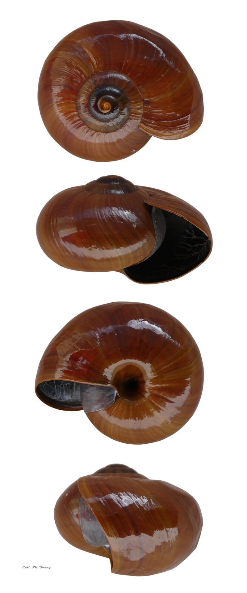 Powelliphanta superba harveyi (Powell, 1946) Pow_su11