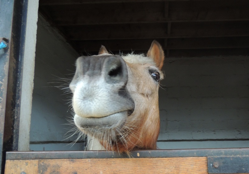 MELISSE - ONC typée Haflinger née en 2002 - adoptée en novembre 2013 par fannybis - Page 5 Dscn0710