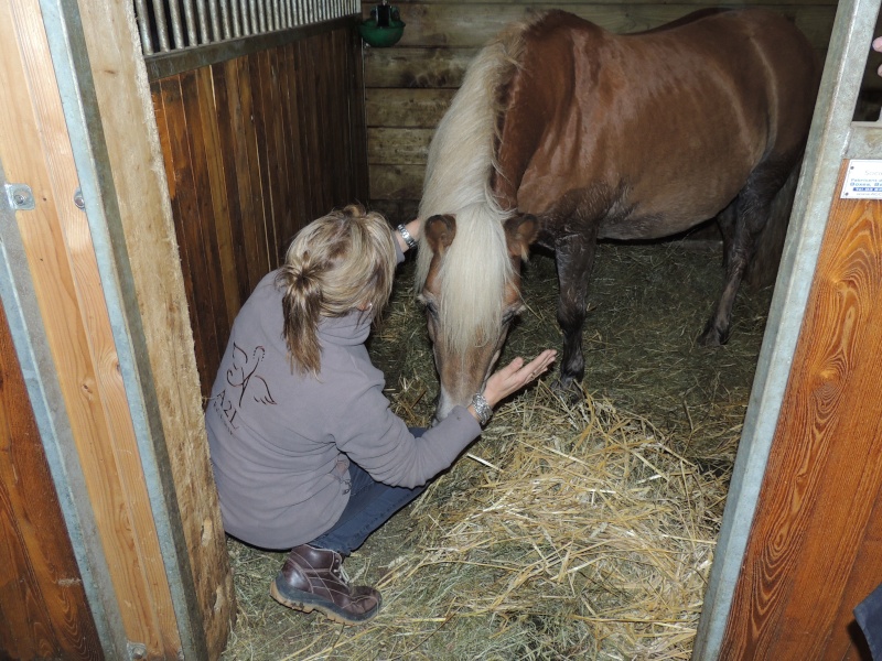 MELISSE - ONC typée Haflinger née en 2002  - adoptée en novembre 2013 par fannybis - Page 3 Dscn9017