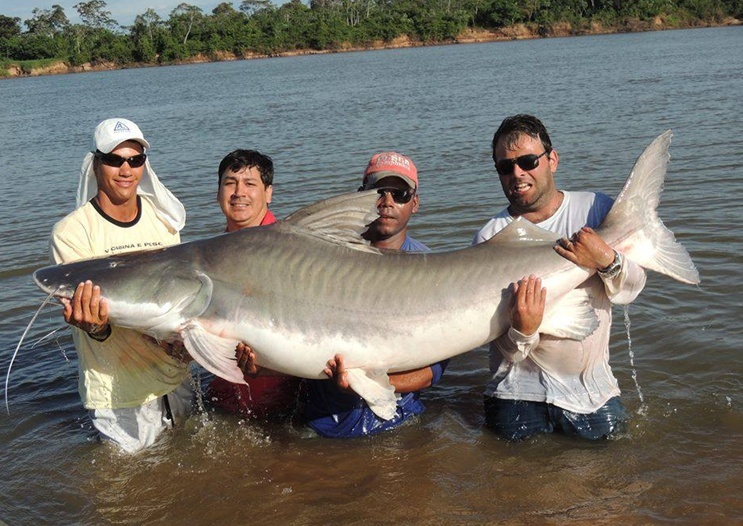 Desafio – Rei (espécie) dos Peixes de água doce da América do Sul Piraab10