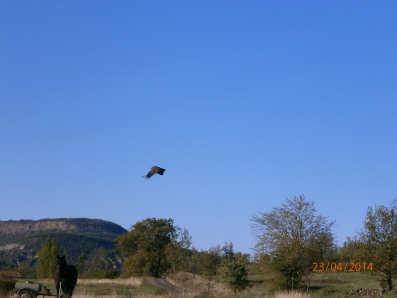 c'est quoi cette volaille? Aigle_12