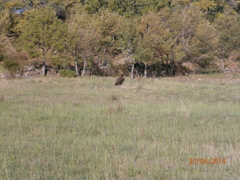 c'est quoi cette volaille? Aigle_13