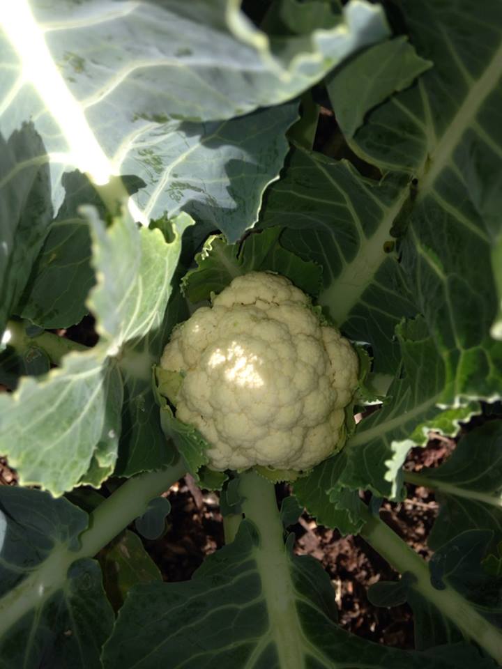 Cauliflower! Caulif10