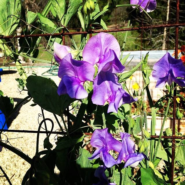 Sweet Pea (flowers) and my 4 x 4 bed - Good idea or bad idea? Sweetp10