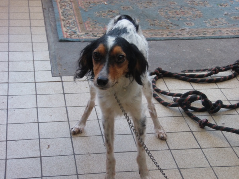 DOLINE, Croisée papillon/ épagneul - 2 ans - F 13410