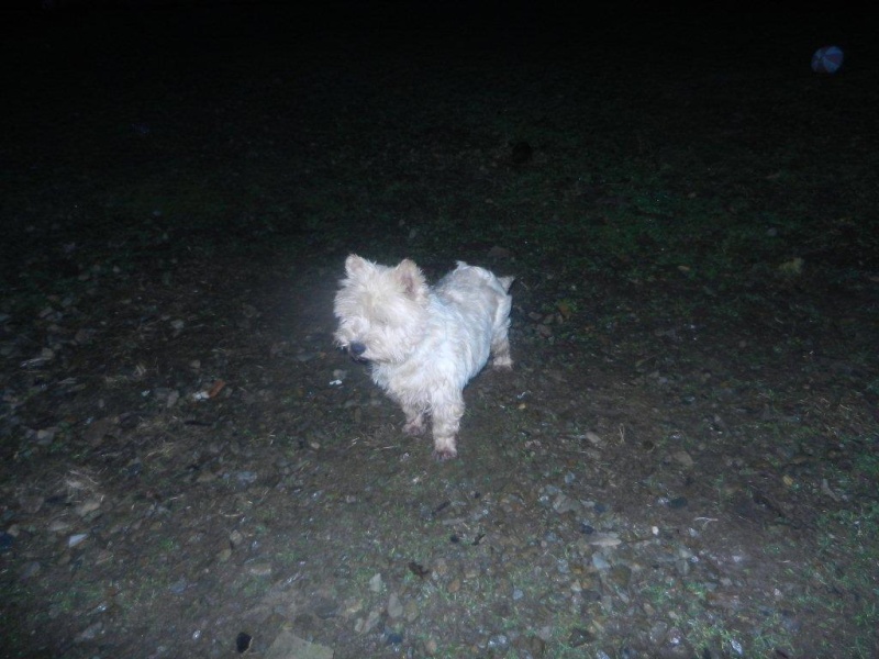 CHIPIE, Westie, 6 ans -F Chipie13