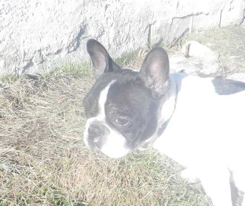 DIEGO, Bouledogue français - 5 ans -M Dscn3114