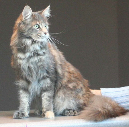 La devinette du mois : Quelle est la robe de ce chat ? - Page 4 Chats-10