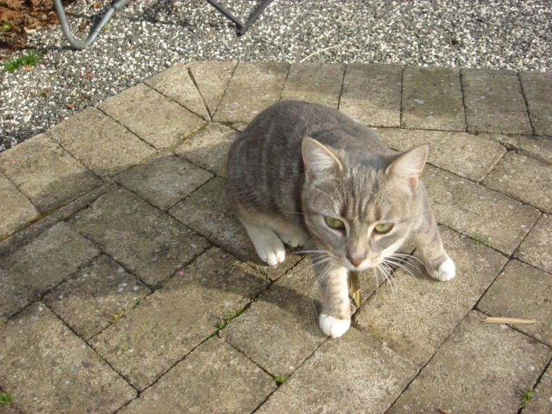 La devinette du mois : Quelle est la robe de ce chat ? - Page 3 Dsc06010