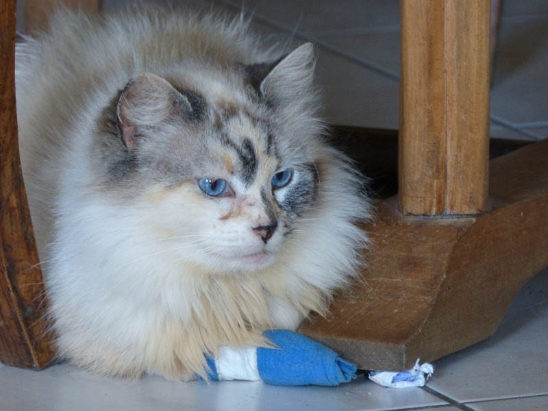 La devinette du mois : Quelle est la robe de ce chat ? - Page 3 P1010910