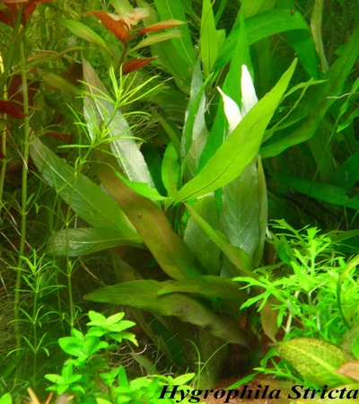 [Vends] plantes d'aquarium[36+envois] Sam_6427