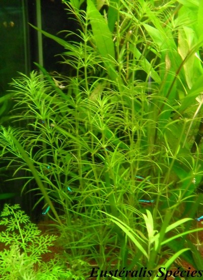[Vends] plantes d'aquarium[36+envois] Sam_6428