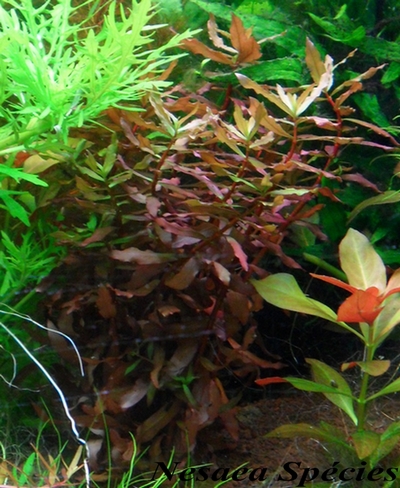 [Vends] plantes d'aquarium[36+envois] Sam_6432