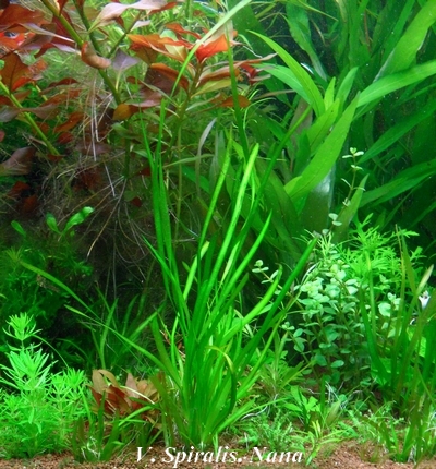 [Vends] plantes d'aquarium[36+envois] Sam_6441