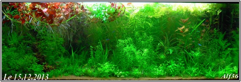 [Vends] plantes d'aquarium[36+envois] - Page 2 Sam_6611