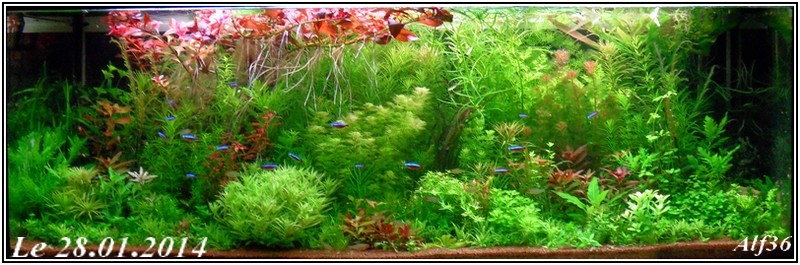 [Vends] plantes d'aquarium[36+envois] Sam_6821