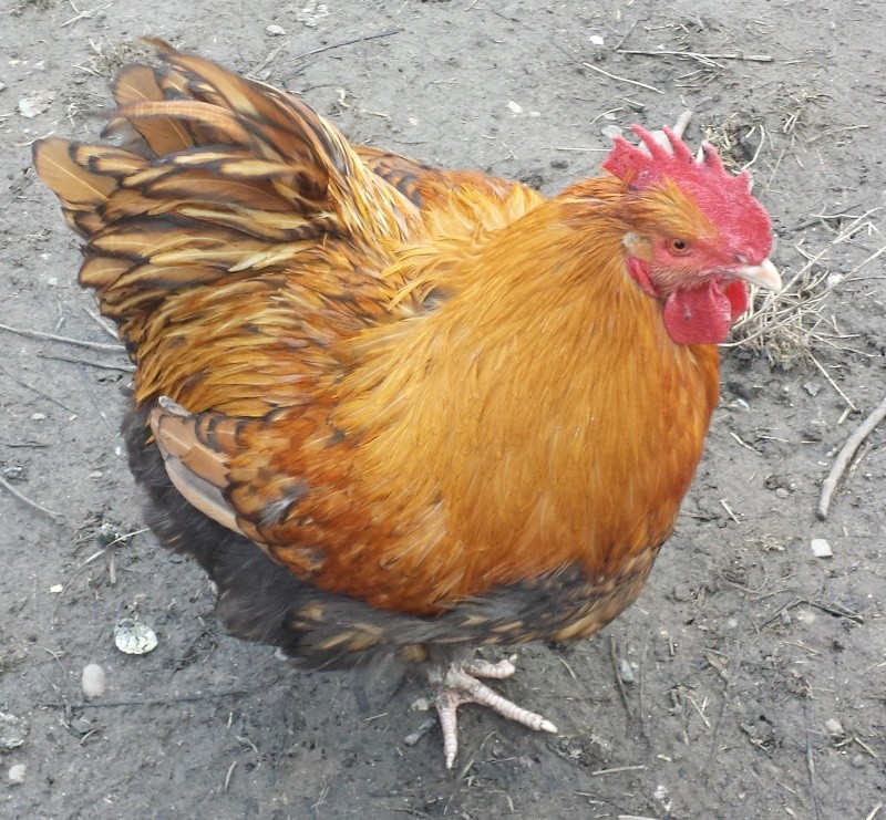 Avis sur coq orpington odal Coq_110