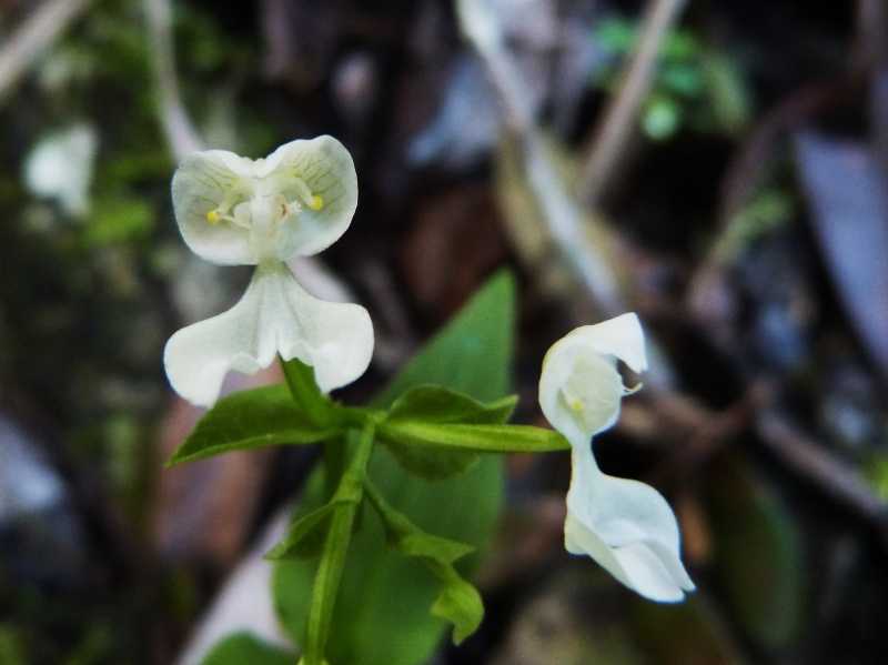 Disperis oppositifolia var mascarenensis 016111