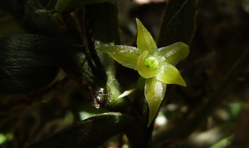 Angraecum hermanii 027110