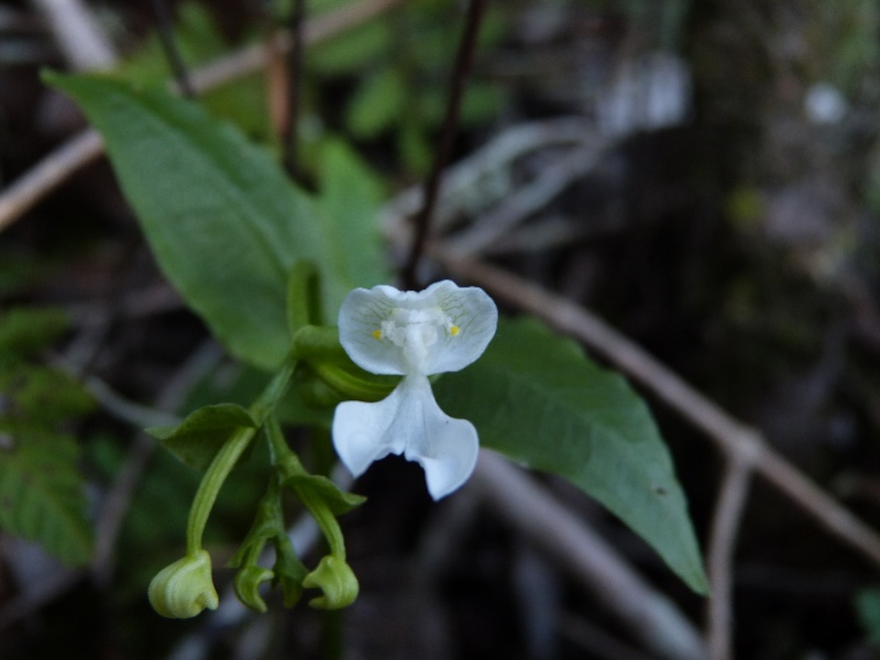 Disperis oppositifolia var mascarenensis 039110