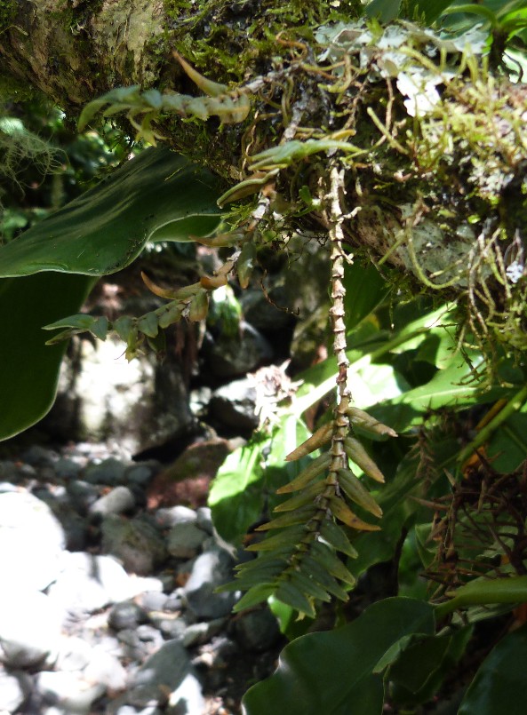 Angraecum hermanii 040112