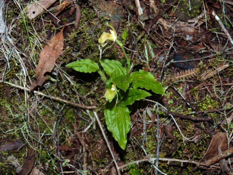 Liparis ochracea  (ou hildebrendtiana) 091110